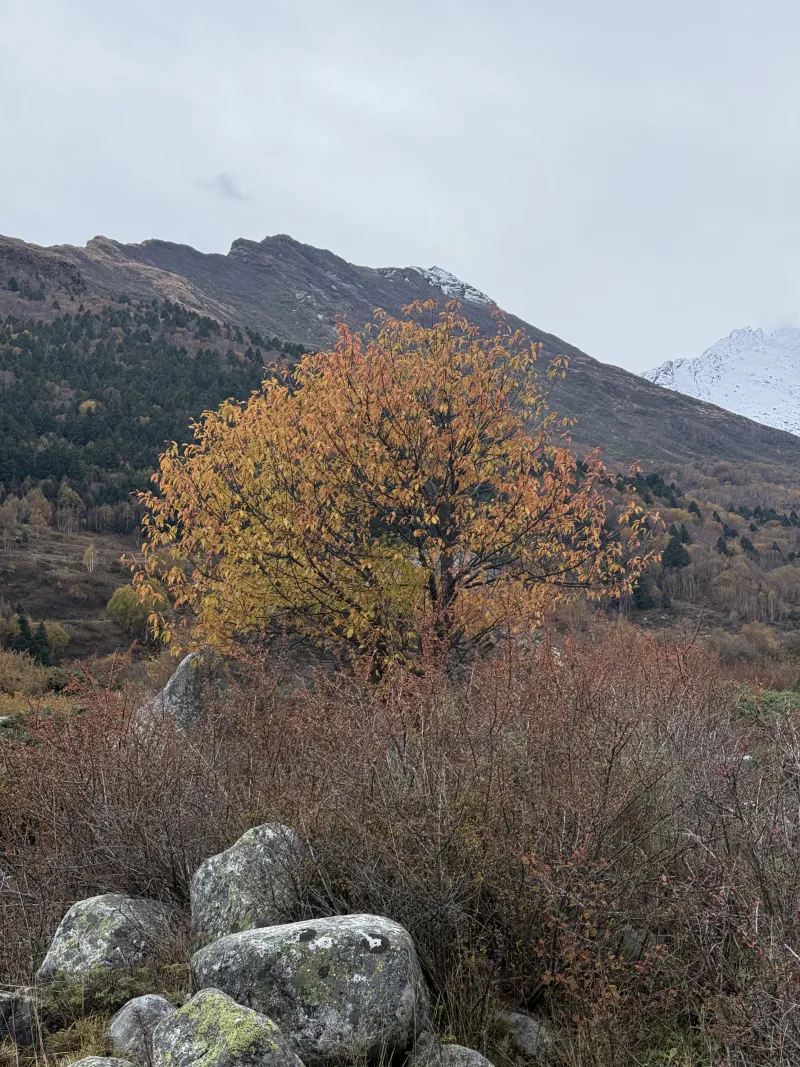 A yellow autumn tree in October, mossy boulders in front and mountains behind